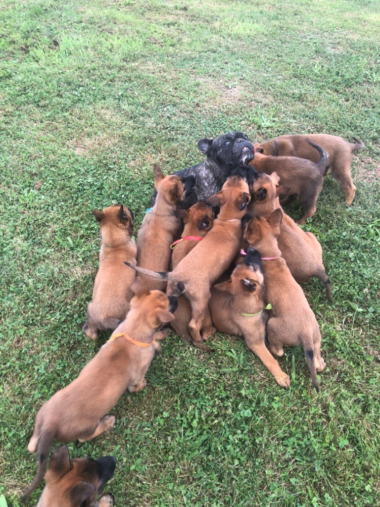 chiot Berger Belge du domaine de Louxor