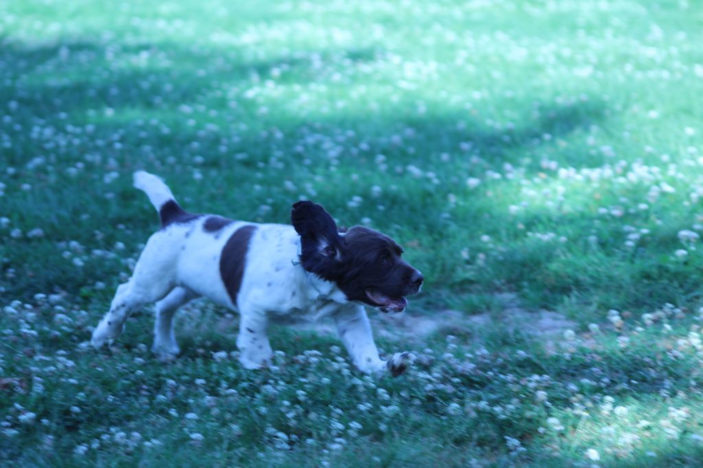 du domaine de Louxor - Chiot disponible  - English Springer Spaniel