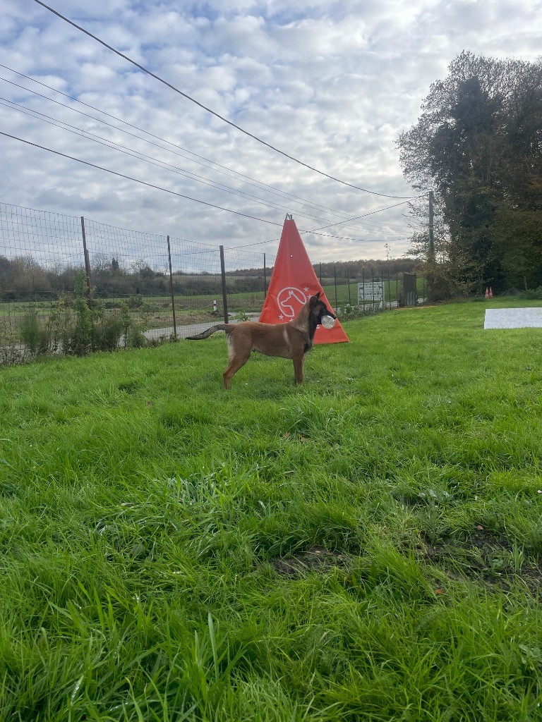 du domaine de Louxor - Chiot disponible  - Berger Belge