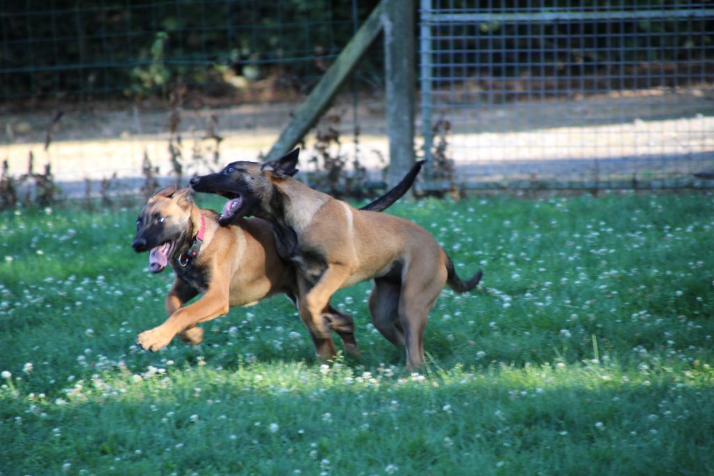 chiot Berger Belge du domaine de Louxor