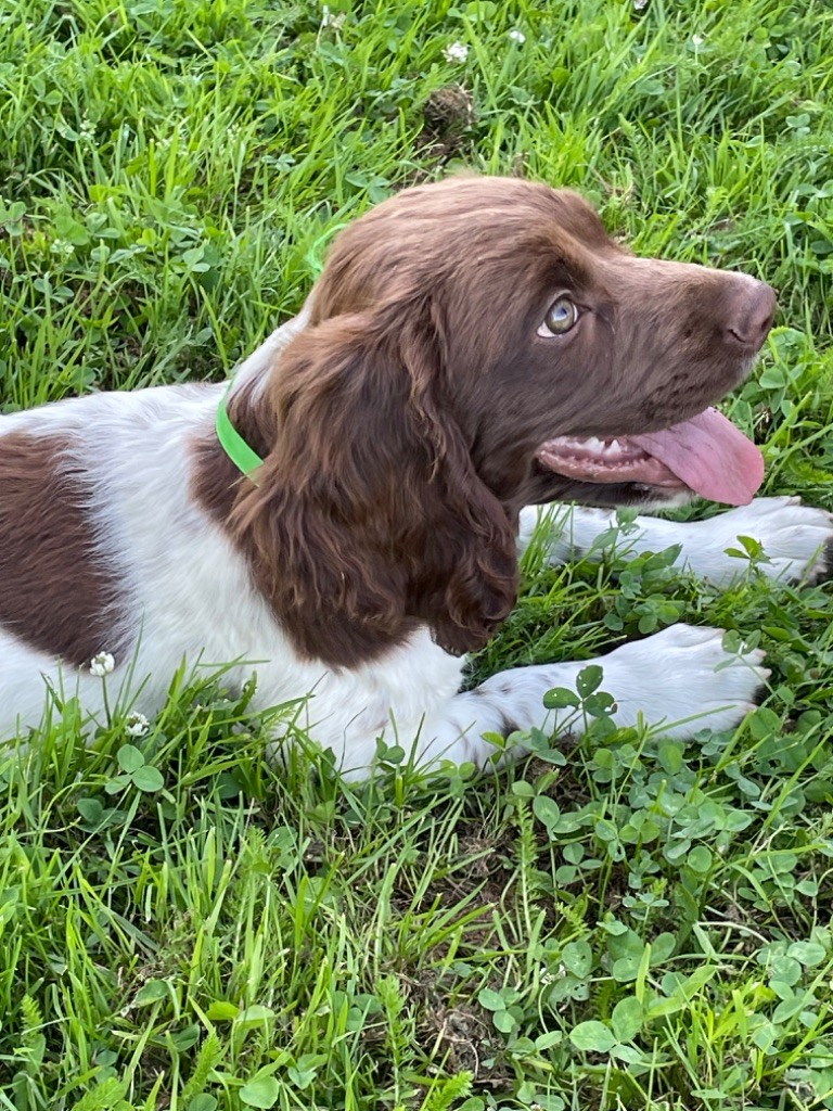 du domaine de Louxor - Chiot disponible  - English Springer Spaniel