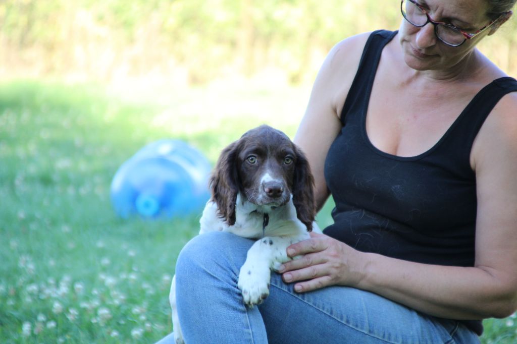 du domaine de Louxor - Chiot disponible  - English Springer Spaniel