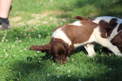 CHIOT collier vert anis