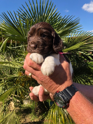 CHIOT femelle collier rose 