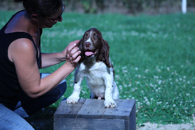 du domaine de Louxor - English Springer Spaniel - Portée née le 14/05/2024