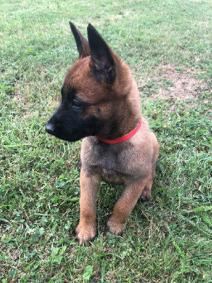 CHIOT collier rouge/jaune 