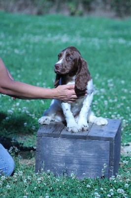 CHIOT mâle collier vert