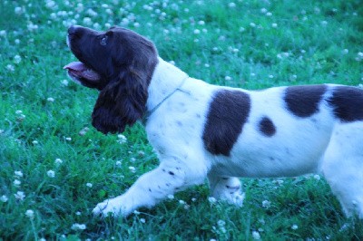 CHIOT collier bleu