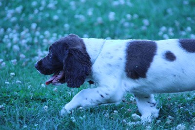 CHIOT collier bleu