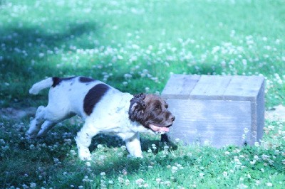 CHIOT collier bleu