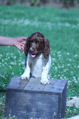 CHIOT collier rouge