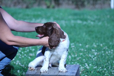 CHIOT collier rouge