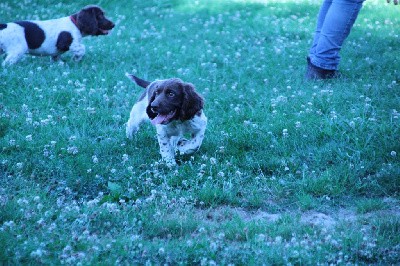 CHIOT collier vert