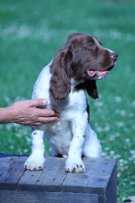 CHIOT mâle collier vert