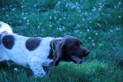 CHIOT collier vert