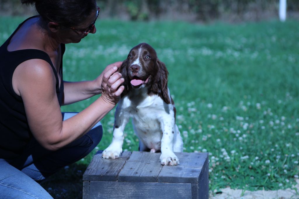 du domaine de Louxor - Chiot disponible  - English Springer Spaniel