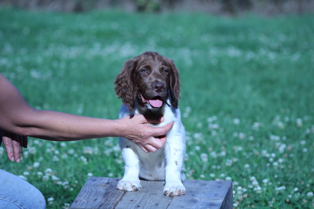 du domaine de Louxor - Chiot disponible  - English Springer Spaniel