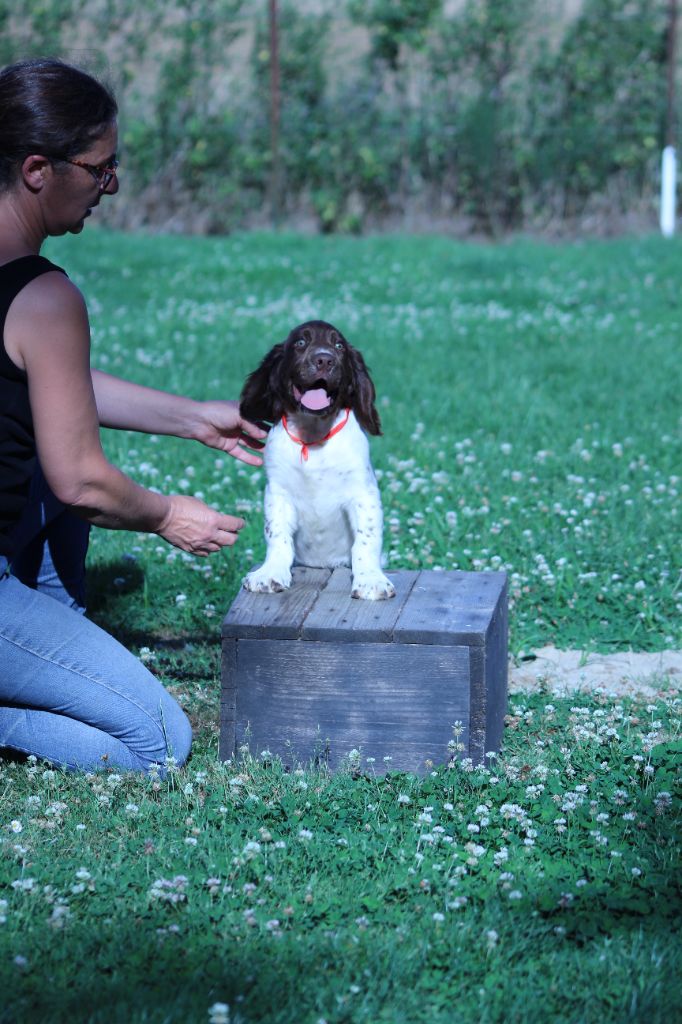 du domaine de Louxor - Chiot disponible  - English Springer Spaniel