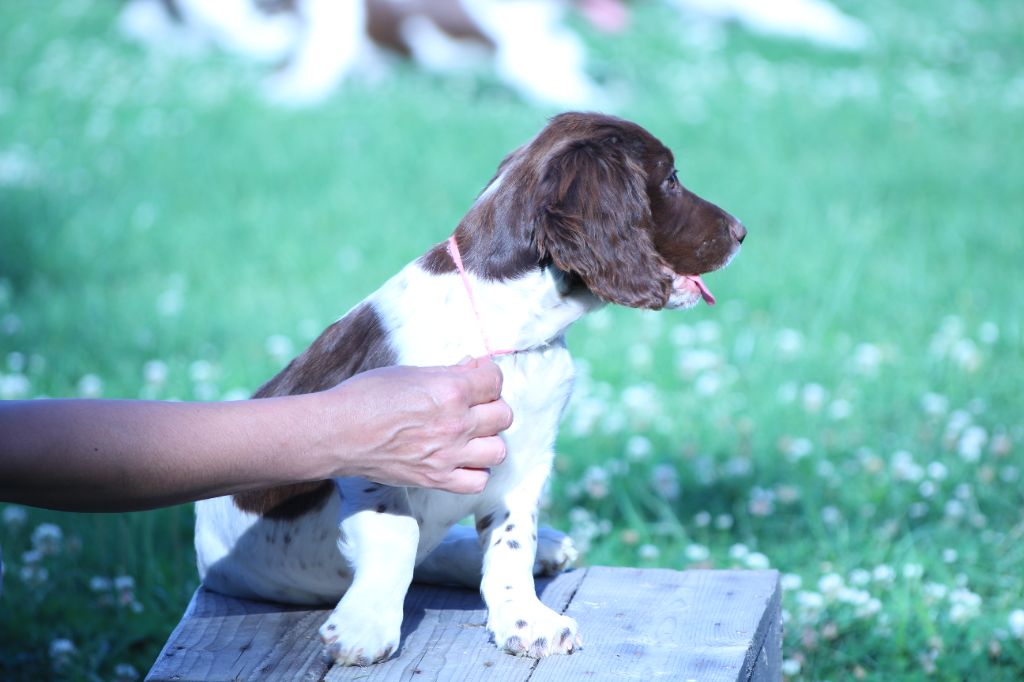 du domaine de Louxor - Chiot disponible  - English Springer Spaniel