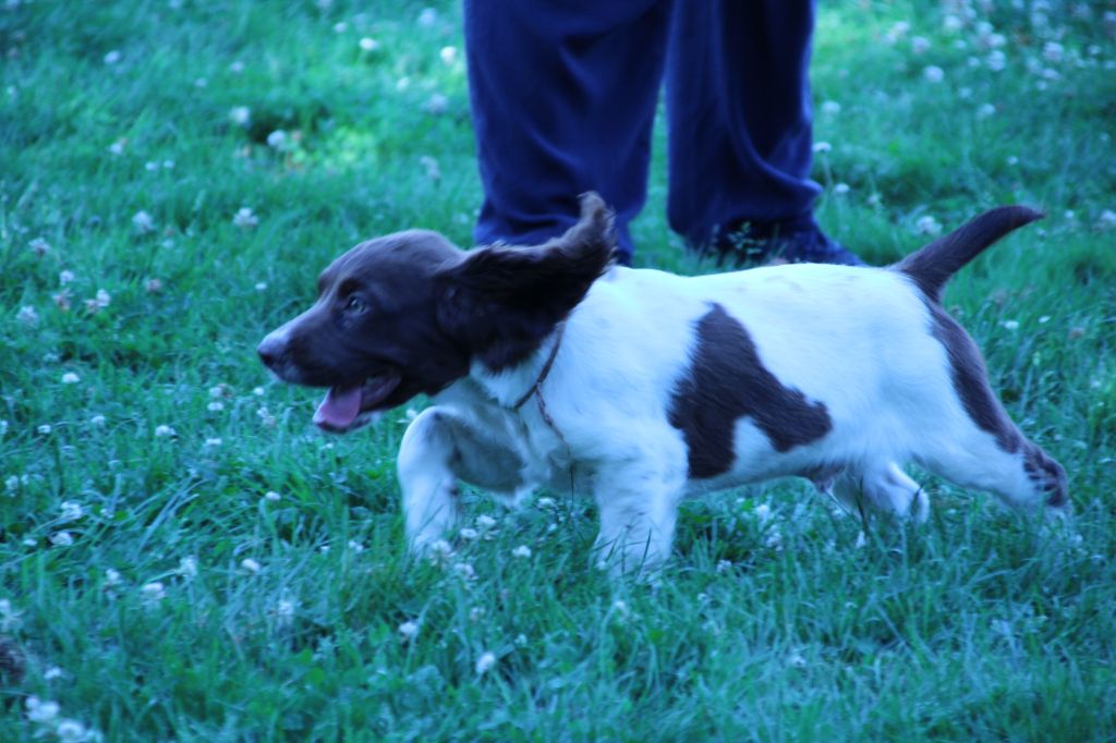 du domaine de Louxor - Chiot disponible  - English Springer Spaniel