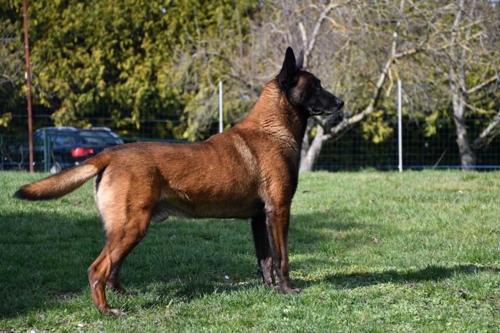 Liban du domaine de Louxor