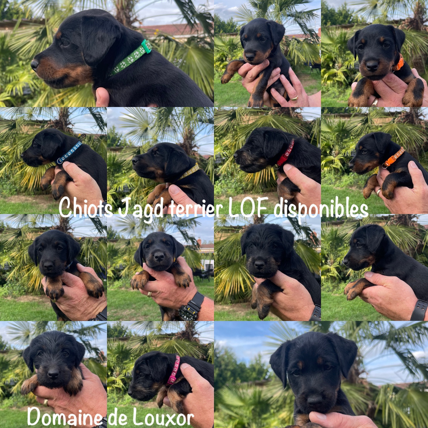 Chiots disponibles
