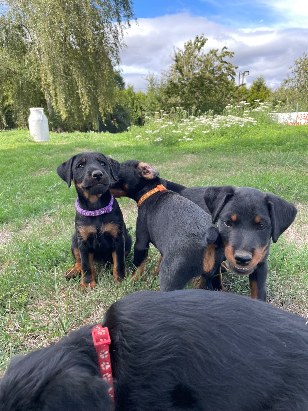 Chiots disponibles