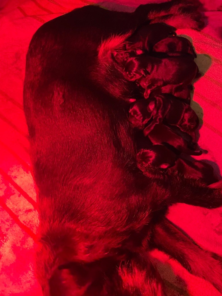 du domaine de Louxor - Chiots disponibles à réserver 