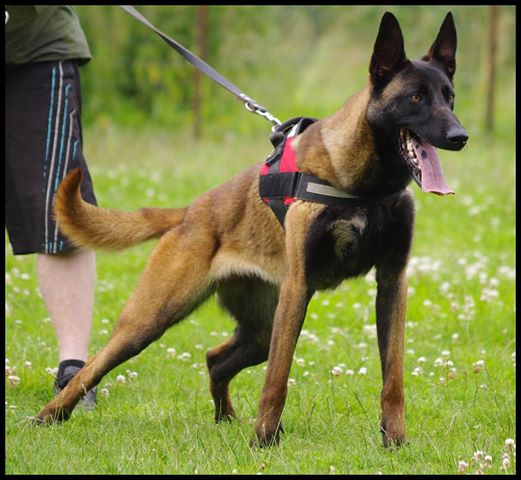 évolution des chiots Espion x Coka