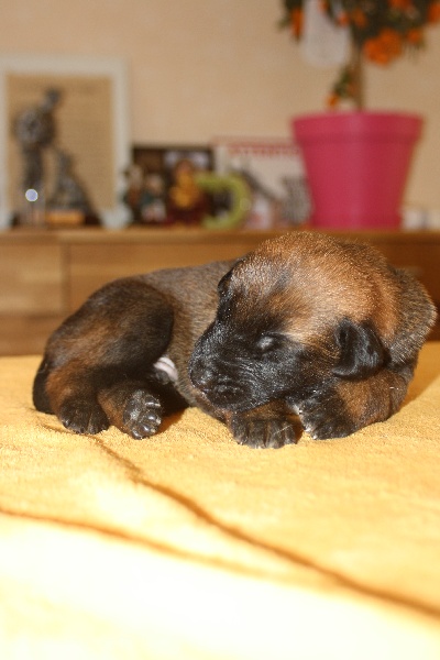 portée H Cimba (Coka) x Espion des crocs de luvry