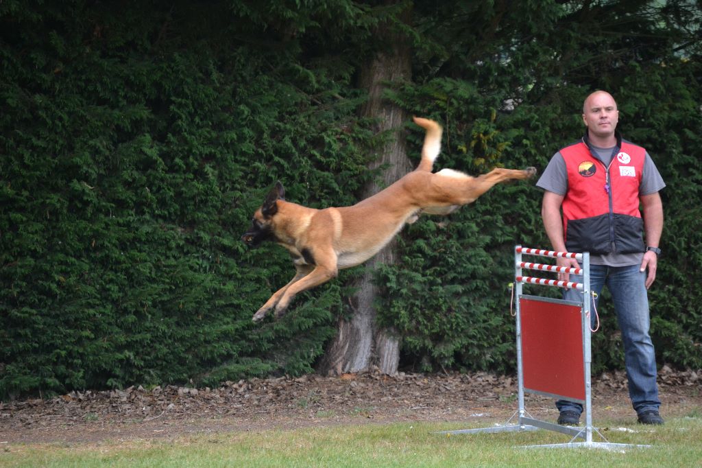 NOS CHIENS