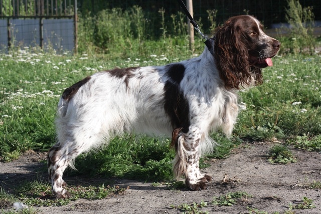 Hubert 