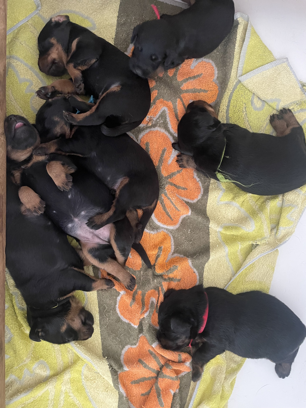 Chiot Terrier de chasse allemand du domaine de Louxor