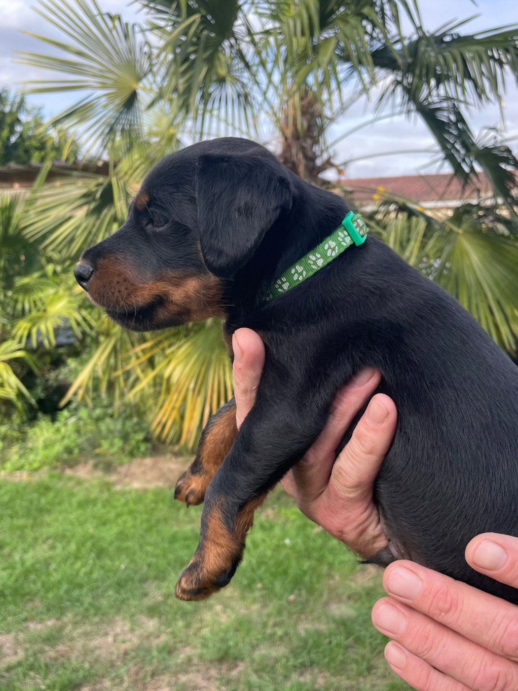 du domaine de Louxor - Chiots disponibles - Terrier de chasse allemand