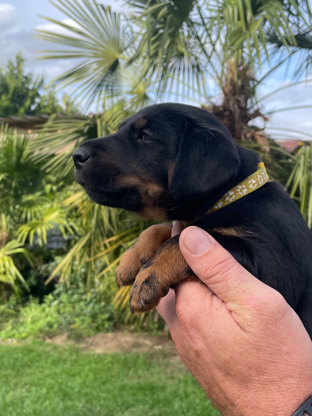 du domaine de Louxor - Chiots disponibles - Terrier de chasse allemand