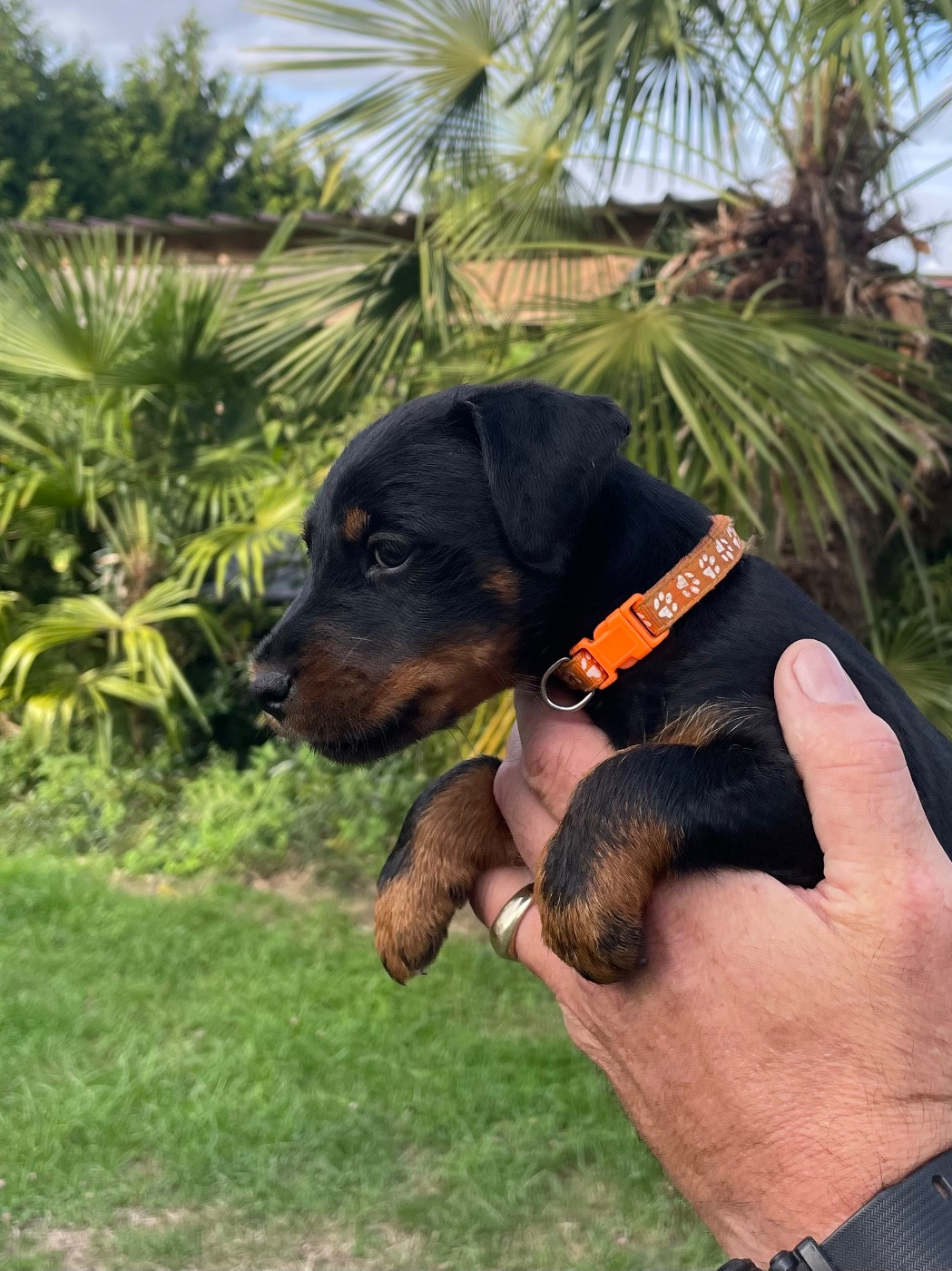 du domaine de Louxor - Chiots disponibles - Terrier de chasse allemand