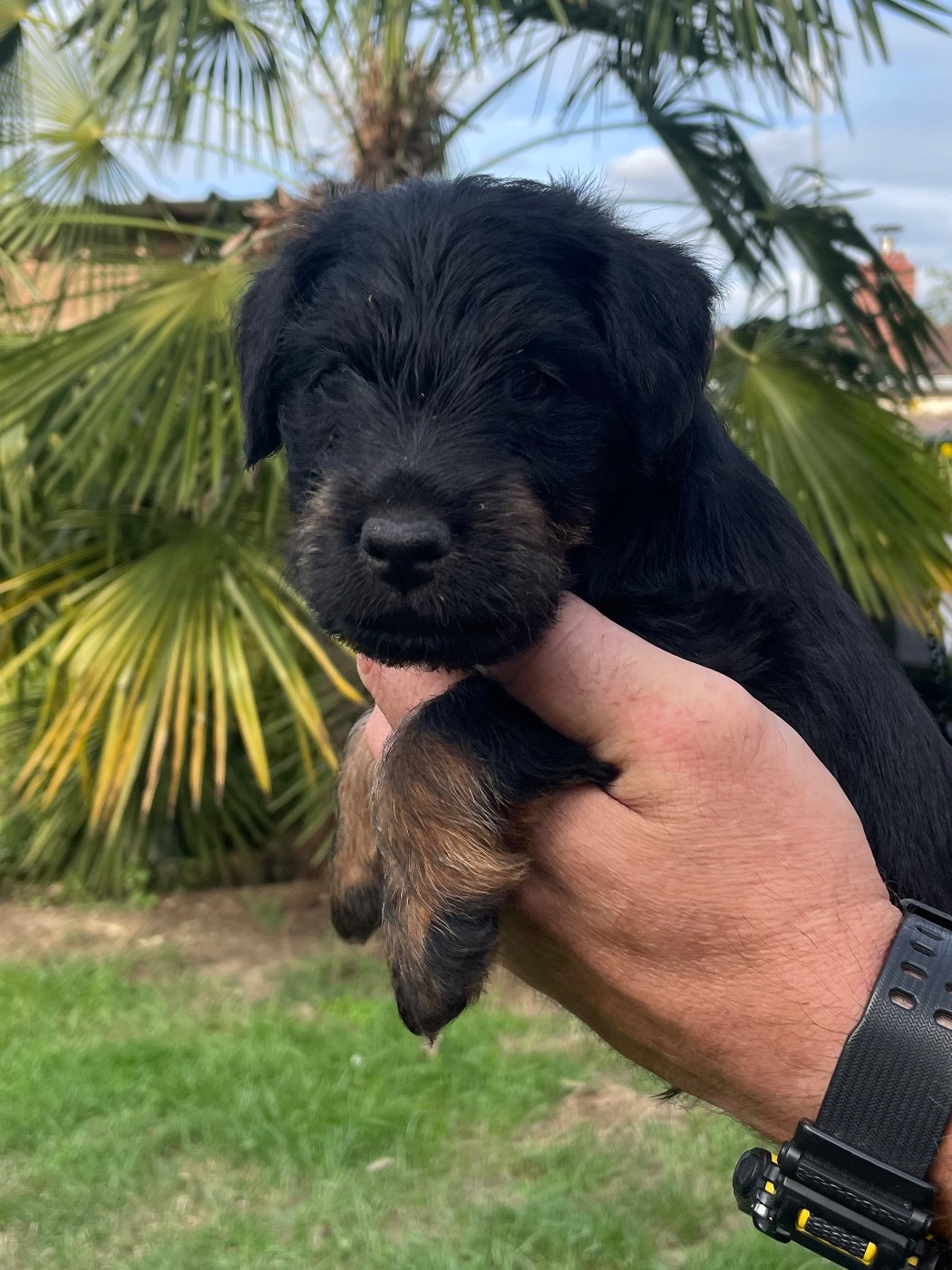du domaine de Louxor - Chiots disponibles - Terrier de chasse allemand