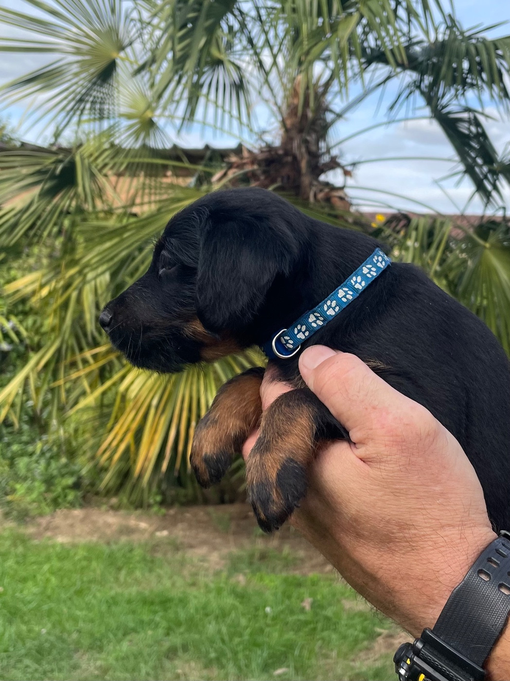 du domaine de Louxor - Chiots disponibles - Terrier de chasse allemand