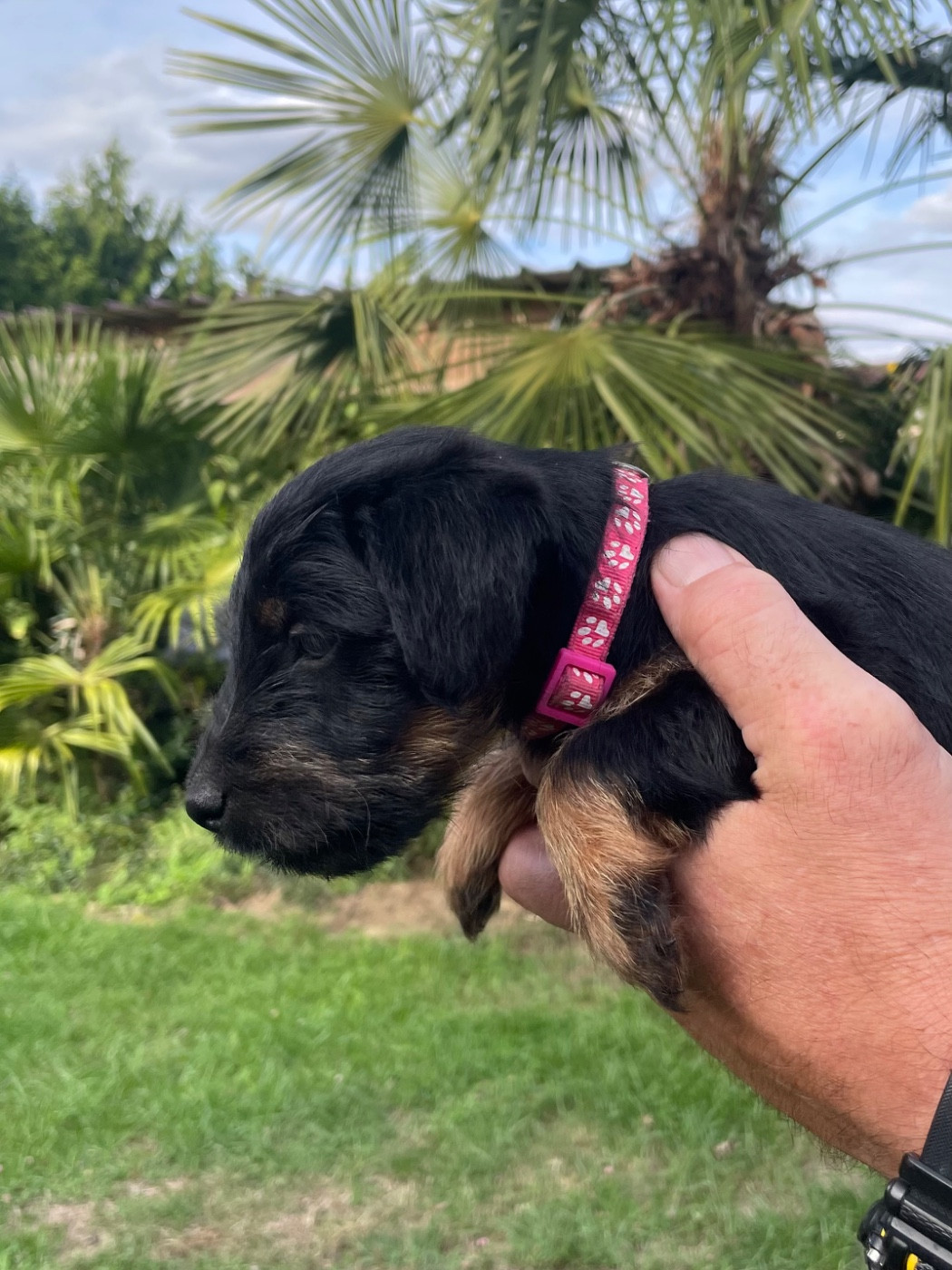 du domaine de Louxor - Chiots disponibles - Terrier de chasse allemand