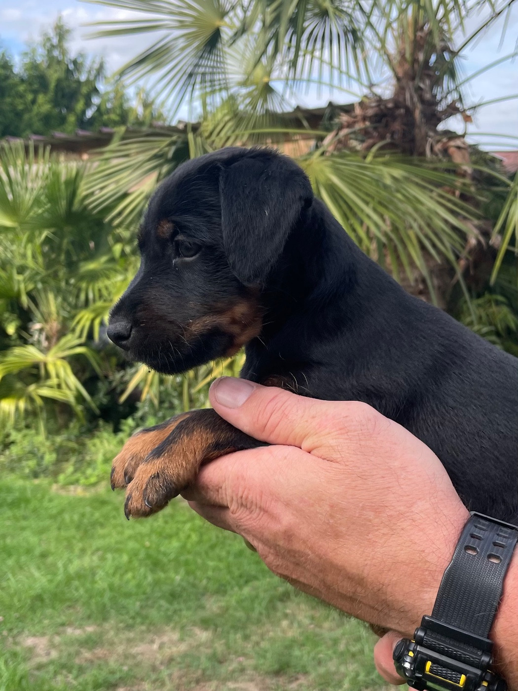 du domaine de Louxor - Chiots disponibles - Terrier de chasse allemand