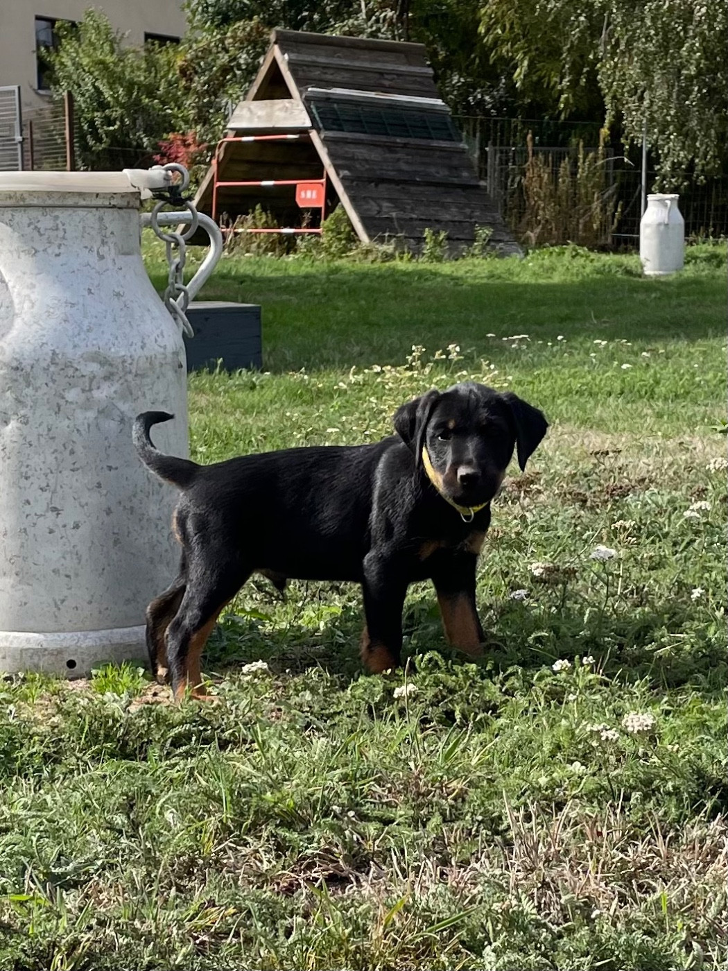 du domaine de Louxor - Chiots disponibles - Terrier de chasse allemand