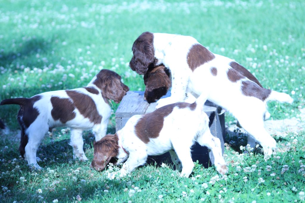 Chiot English Springer Spaniel du domaine de Louxor